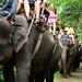 Elephant Safari Ride with Buffet Lunch in Taro