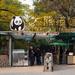 Beijing Day Tour: Hutong, Lama Temple, and Panda Zoo 