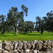 Puglia Countryside Tour with Oil Mill Visit and Extra Virgin Olive Oil Tasting