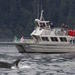 Anacortes Whale Watching