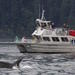 Orcas Island Whale Watching