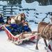 Lapland Along the Reindeer Path: 1-hour Reindeer Safari from Rovaniemi