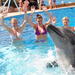 30 Minute Swim with Dolphins in Sharm el Sheikh