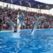 Dolphin Show in Sharm el Sheikh