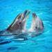 Anguilla Day Trip by Catamaran from St Maarten Including Dolphin Discovery