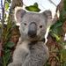 Sydney Shore Excursion: Skip-the-Line WILD LIFE Sydney Entrance Ticket