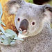 Perth Zoo General Entry Ticket and Sightseeing Cruise