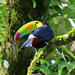 Bird Watching Tour at Hanging Bridges Park