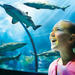 SeaWorld® Orlando Ticket 