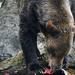 Grizzly Bears Of The Wild: A First Nations Wildlife Journey into the Great Bear Rainforest