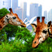 3-Day Sydney Harbour Hop-On Hop-Off Cruise Pass Including Taronga Zoo Entry