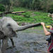 Full Day Visit to Elephant Jungle Sanctuary in Chiang Mai