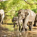 Half-Day Afternoon Visit to Elephant Jungle Sanctuary in Phuket