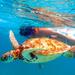 Akumal Bay Sea Turtle and Snorkel Adventure from Cozumel