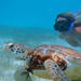 Cozumel Shore Excursion: Akumal Bay and Yal Ku Lagoon Snorkel and Sea Turtle Adventure