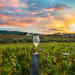 8 Hour Wine Country Tour from San Francisco