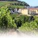 Vineyards of the West - Sierra Montejunto - Buddha Eden departure Óbidos