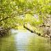 Mangrove Lagoon Tour in Cancun
