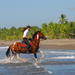Beach Horseback Riding Adventure from Jaco 