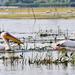 3 Days Private Tour - The Danube Delta for Bird Watching Lovers from Bucharest