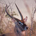 2-Day Bushveld Safari Guided Tour from Johannesburg