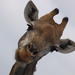 3-Day Kruger Park Safari from Nelspruit or Skukuza