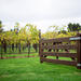 Jacobs Creek Vineyard Tour, Wine Tasting and 2-Course Lunch