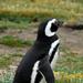 Punta Arenas Shore Excursion: Otway Sound Penguin Colony Tour