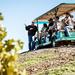 2-Day Muir Woods and Wine Country Tour from San Francisco