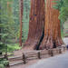 2-Day Yosemite National Park Tour from San Francisco