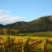 Vine to Wine Napa and Sonoma Day Trip plus Alcatraz Tour and Aquarium Access