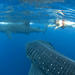10-Day Wildlife Adventure Tour from Cancun