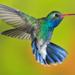 11-Day Birdwatching Tour from Cancun