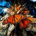 7-Day Tour from Mexico City: Monarch Butterfly Migration Experience