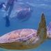 Akumal Sea Turtle Snorkeling Tour from Playa del Carmen