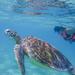 Turtle Snorkeling Adventure from Cancun