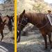 Horseback Riding and Ranch Visit Combo Tour from San Miguel de Allende 