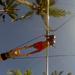Learn to Fly Trapeze in Kuta