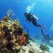 Cozumel Express 2-Tank Dives from Playa del Carmen