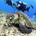 Discover Scuba Diving Course in Playa del Carmen