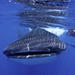 Whale Shark Swimming Adventure in Cancun