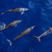 Kona Submarine Adventure and Snorkel Dolphin Cruise