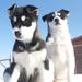 Puppy Training Experience at a Husky Farm in Tromso