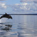 Dolphin Boat Trips On Purpose Built Passenger Vessel
