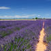 Marseille Shore Excursion: Private Aix-en-Provence and Valensole Lavender Tour