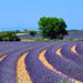 Provence Lavender Fields and Aix-en-Provence Tour from Marseille