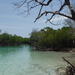 Mangrove Swim, Snorkel and Exploration Tour