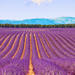 Small-Group Lavender Day Trip from Avignon: Aix-en-Provence, Valensole Plateau and L'Occitane Shop