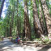 Muir Woods and Sausalito Tour from San Francisco Including Optional Bay Cruise