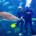 Dive with the Sharks at The Florida Aquarium in Tampa Bay